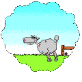 baa baa!